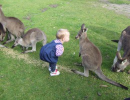 Kangaroo and child