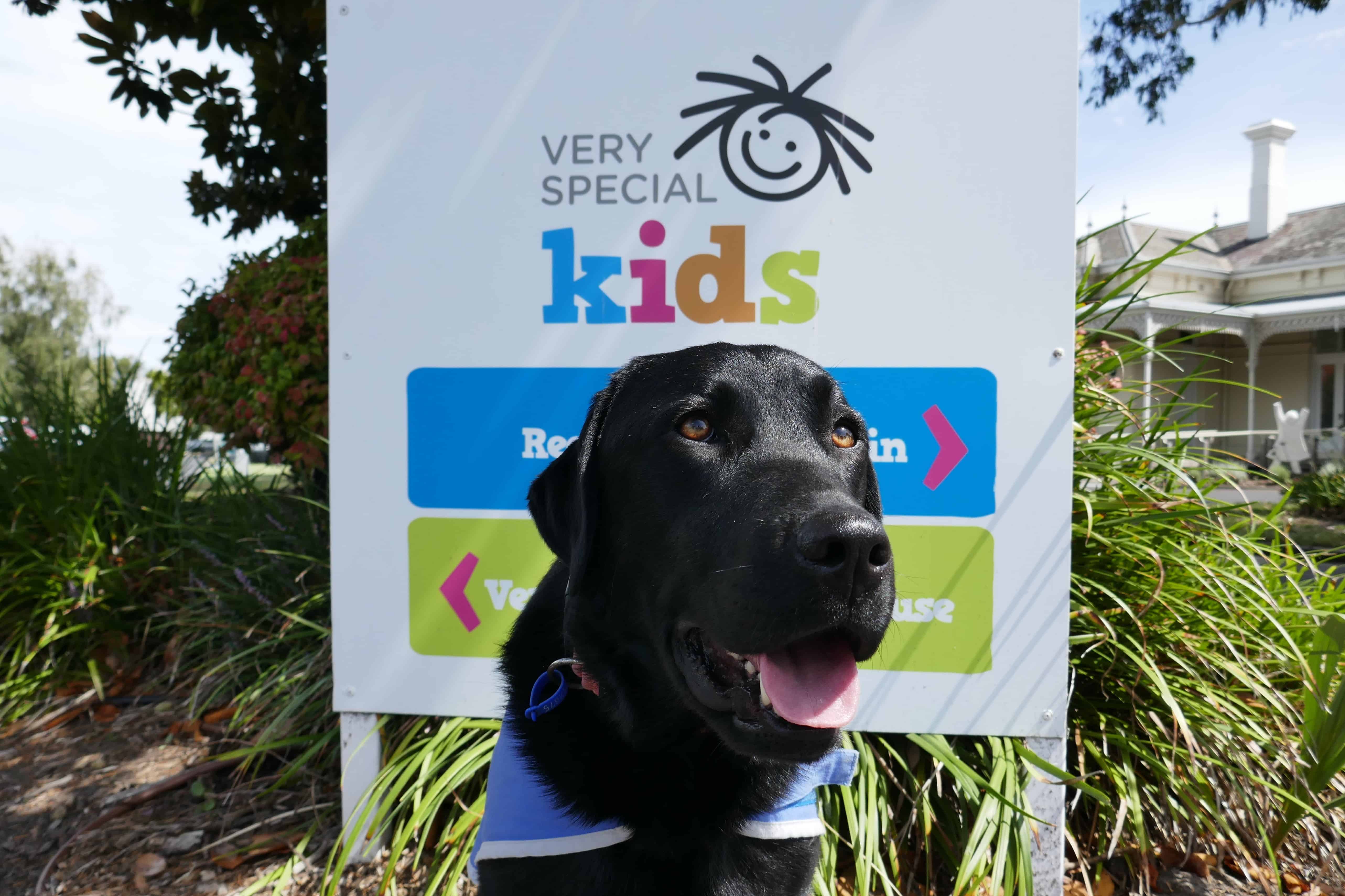 Olive the Therapy dog